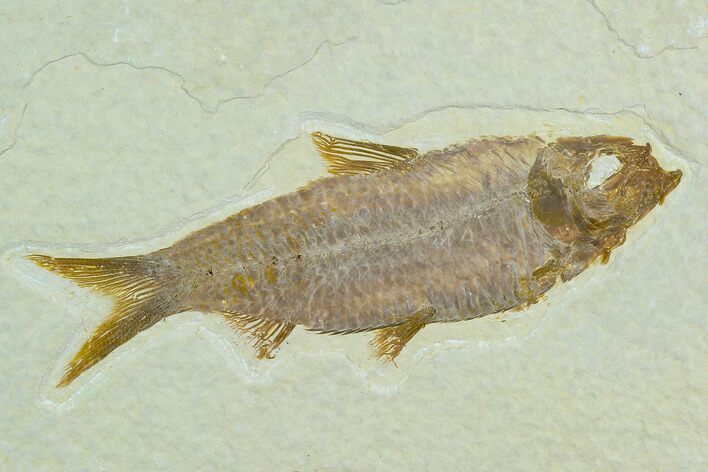 Fossil Fish (Knightia) - Green River Formation #122820
